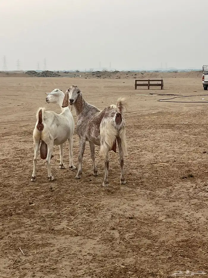 معزا مهجنات دفيع ع ولاده جم حروم عاليه فاخر 13
