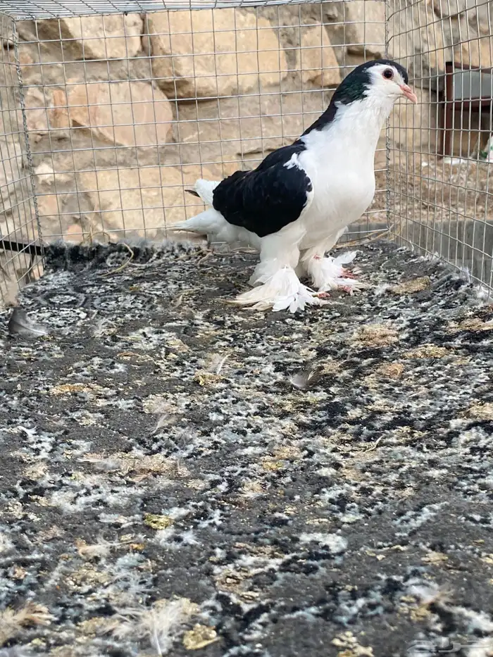 للبيع حمام 4