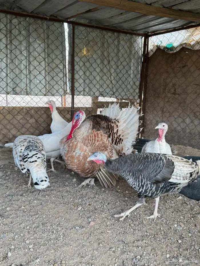 دجاج رومي منتج بياض 0