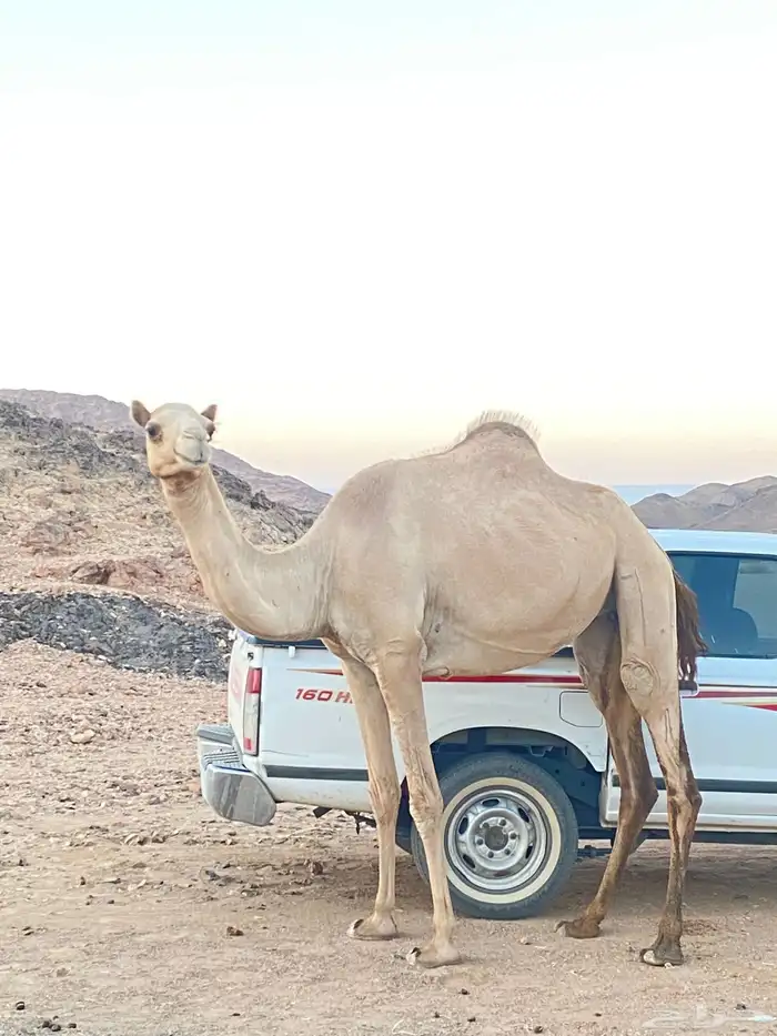 ناقه يوجد لهاء روابط سبق 0