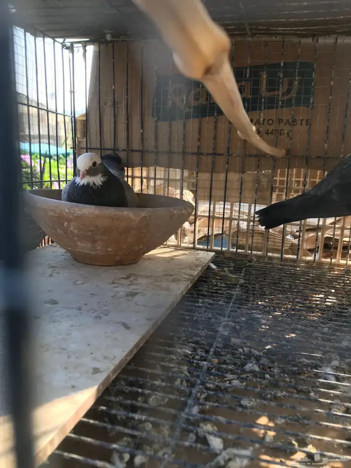 صنعاني اصيل شيبه وصوت ناعم وحجم صغير 29