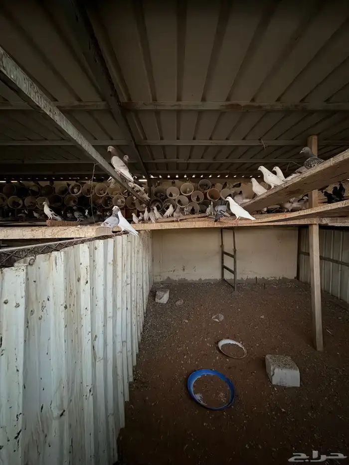 حمام مشكل للبيع 3