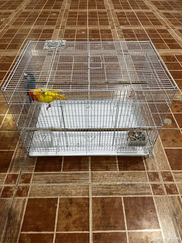 عصفورين روز السعر 500 مع القفص 0