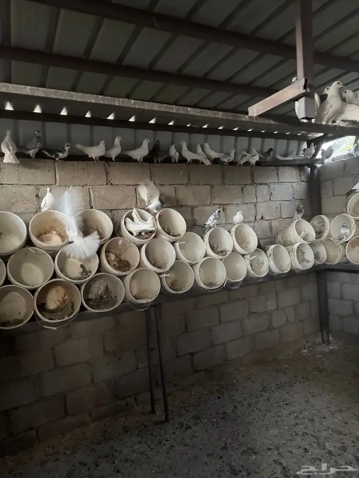 للبيع حمام فرنسي وأنواع اخرى والعدد مفتوح حوال 2