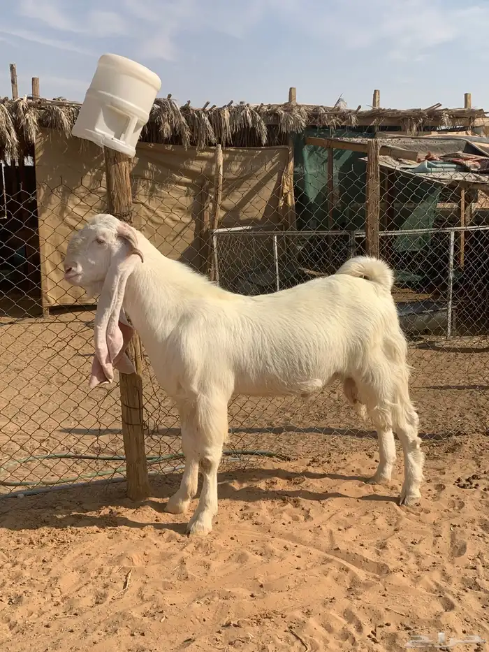 تيس فحل مطور ابرص فاااخر جذع 12 شهر 0