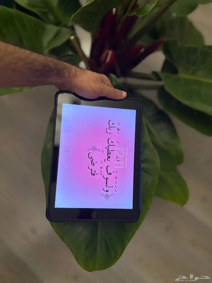 نبتة عصفور الجنة 1