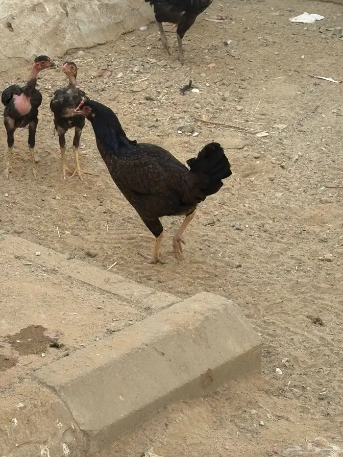 دجاج وديوك 2