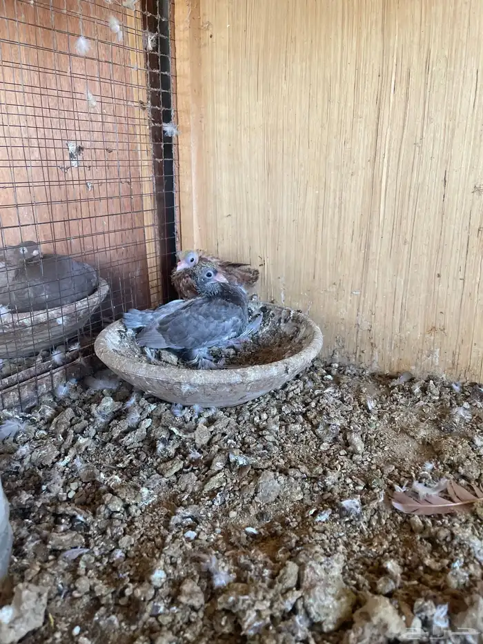 حمام جوز جاوا منتج بعياله 2