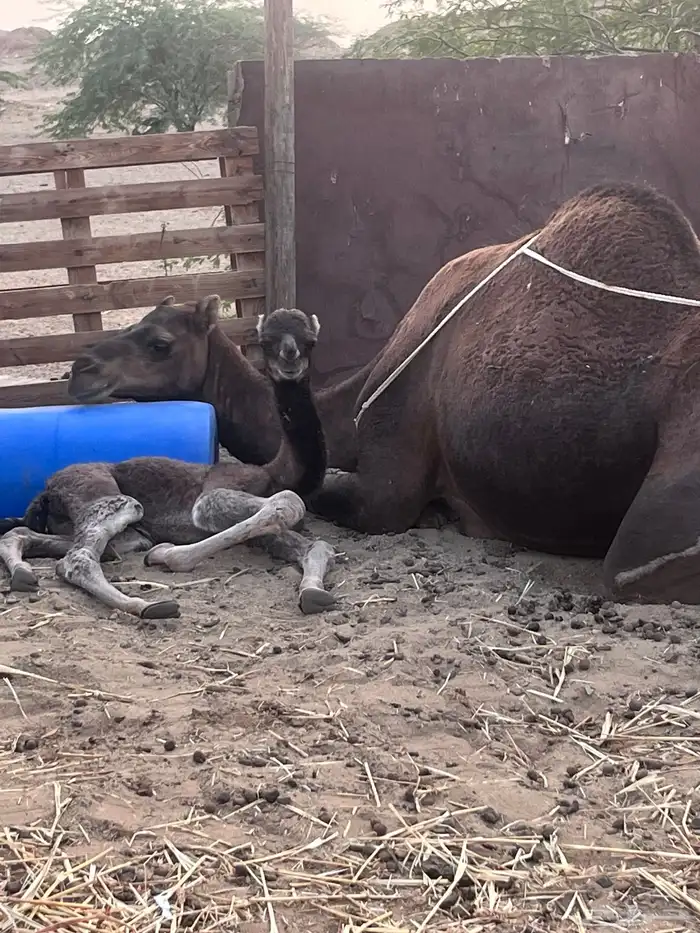 خلفه بكر اول ولده تم البيع الله يبارك للبائع والشاري 1