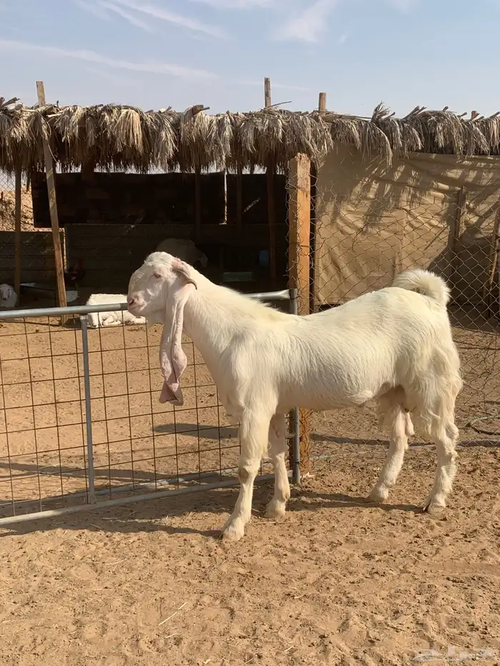 تيس فحل مطور ابرص فاااخر جذع 12 شهر 1