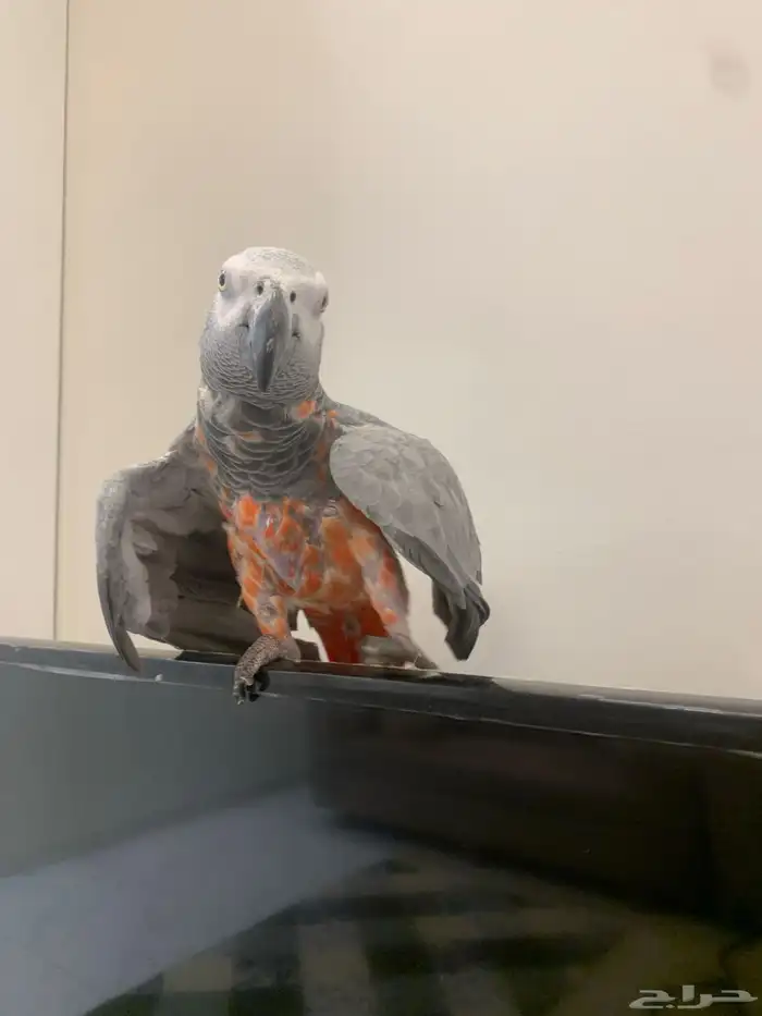 لبيع طير كاسكو 5