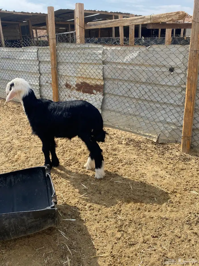 خروف هرفي حليب 1