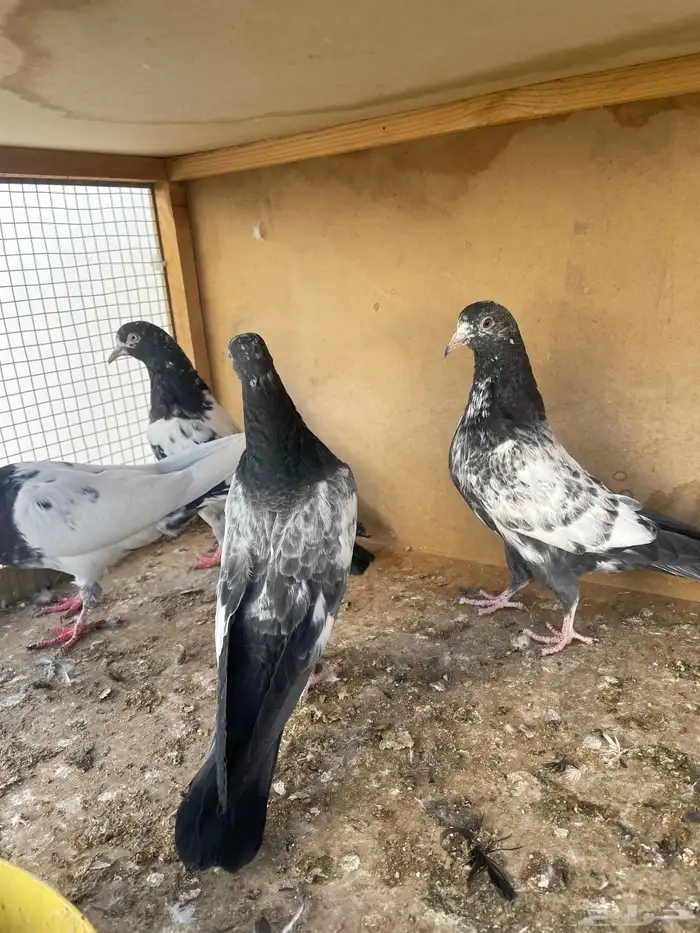 زوج تيدي مع طباته 5