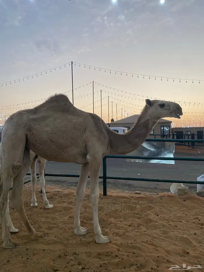 للبيع بكره باتليه 0