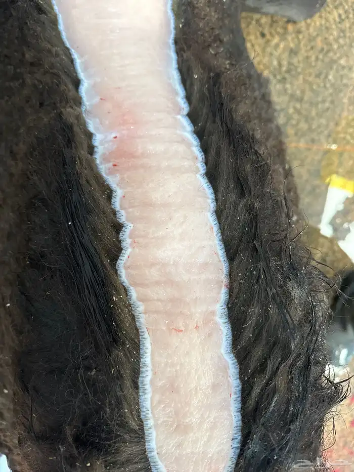 لباني شرط والطعم تحدي عمره (6) والثمن 650ريال وزن الثمن 13ك 1