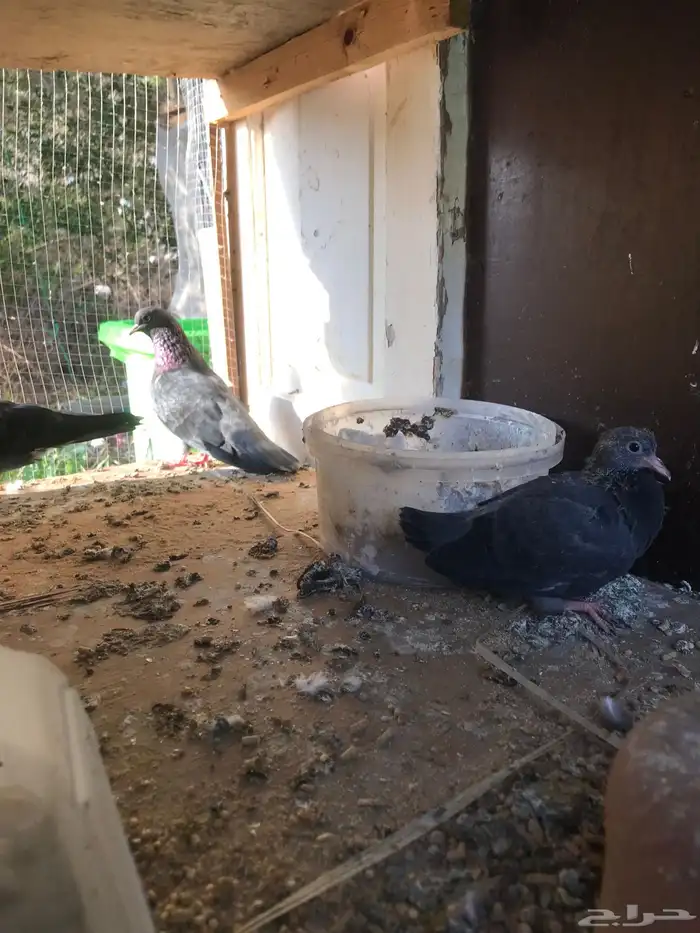 صنعاني اصيل شيبه وصوت ناعم وحجم صغير 38