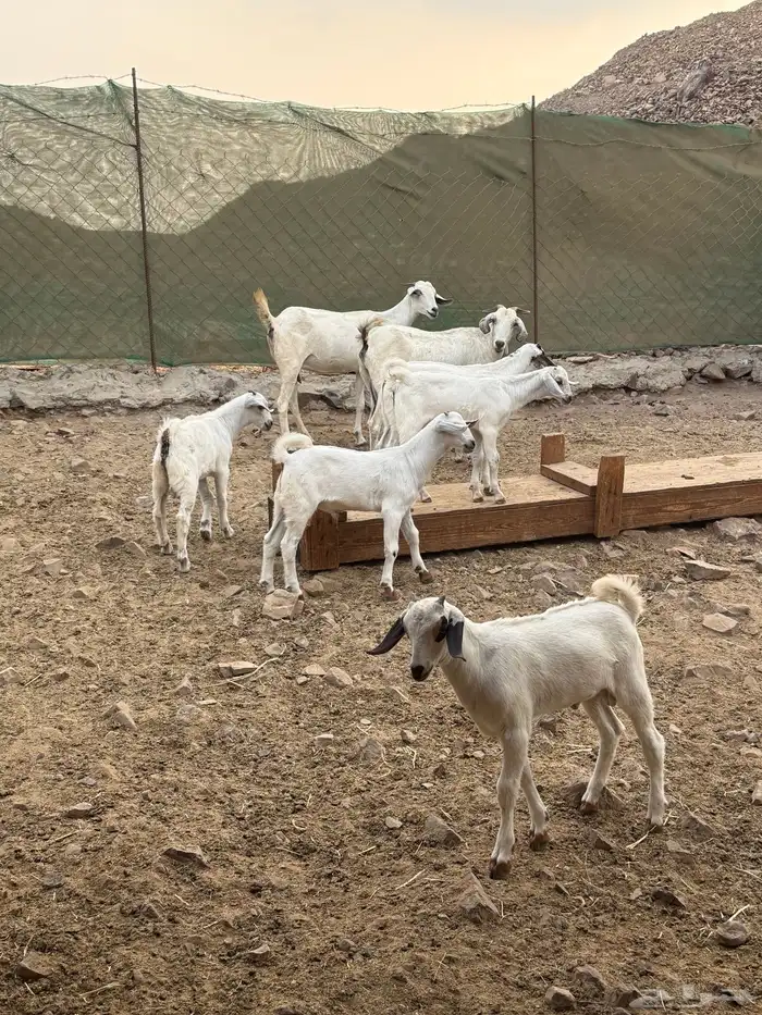 ماعز بيشي صنف الصنف جفار ثنايا مواليد 2