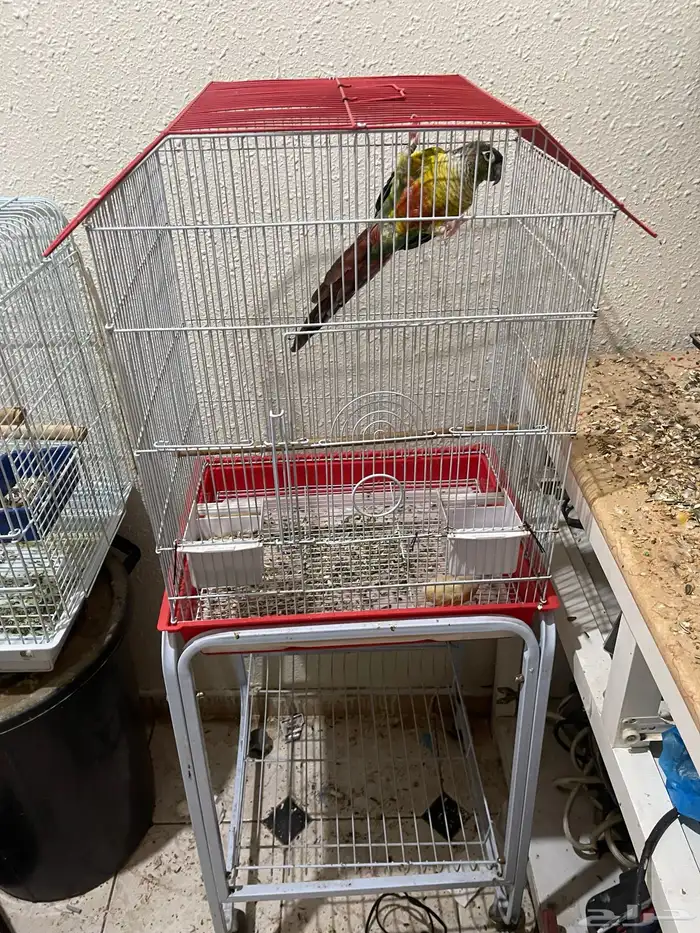 كنيور أنثى اليف هدد داخلي 9