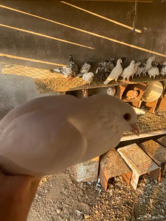 حمام باكستاني فرنسي 3