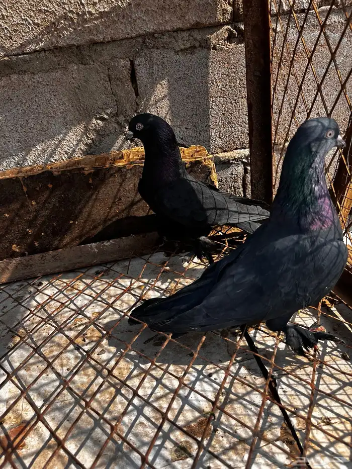 اتراك للبيع 24