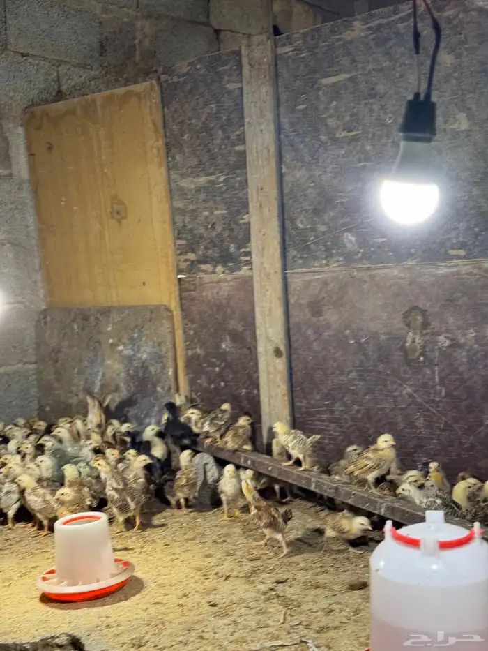 صوص بلدي توب 2