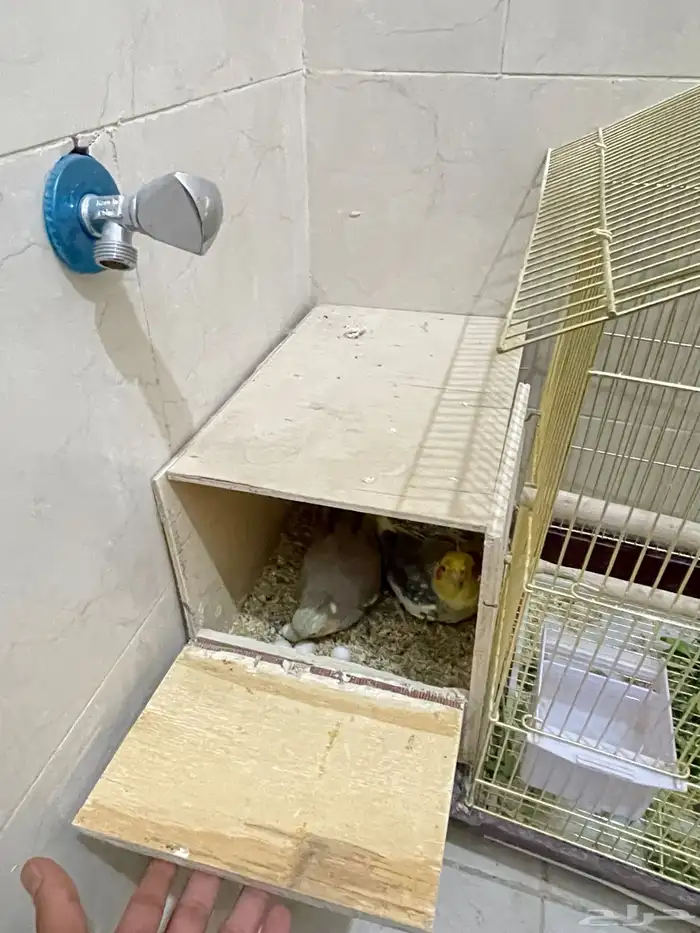 محميه للبيع 5 جواز كلها منتجه. 4