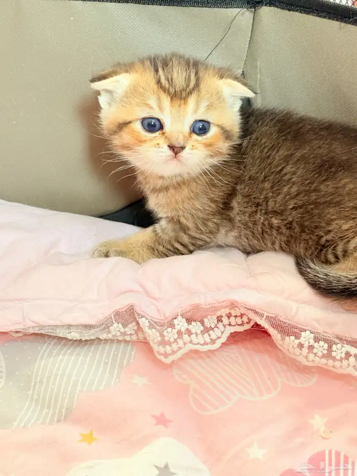 سكوتش فولد للبيع 3