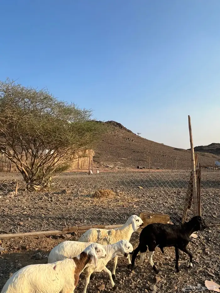 سواكني مرابي 0