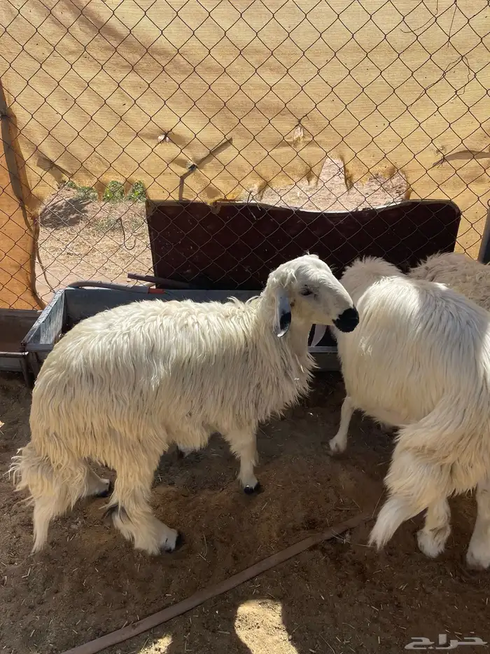 6خرفان سمينه ونظيفه مشروطه من اي عذروب 0