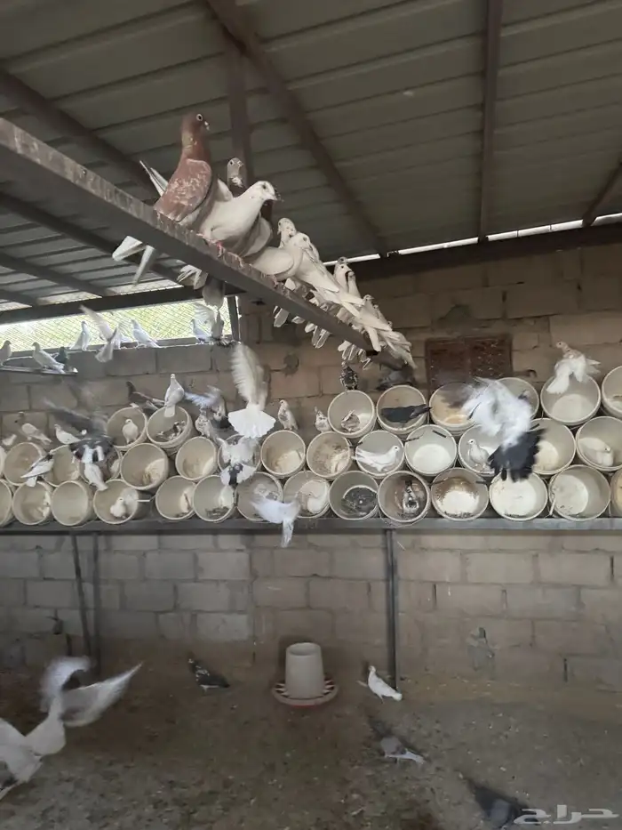 للبيع حمام فرنسي وأنواع اخرى والعدد مفتوح حوال 3