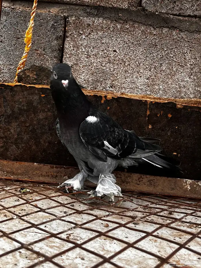 اتراك للبيع 8