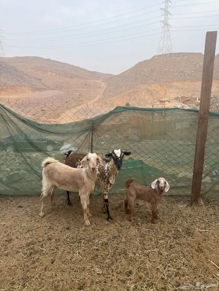 عرض وبيع عنز يتبعها جفرتين 1