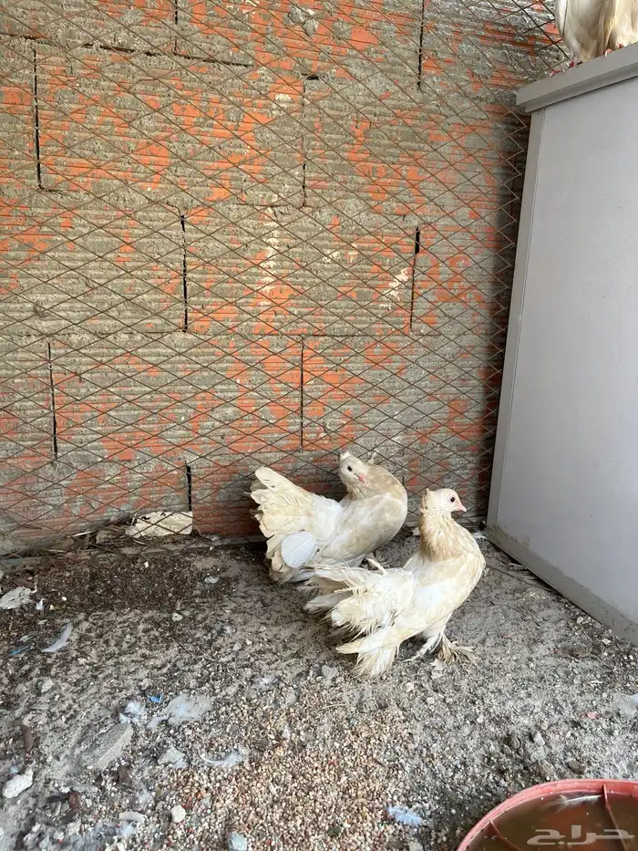 حمام بلجيكي وهندي رقاص 2