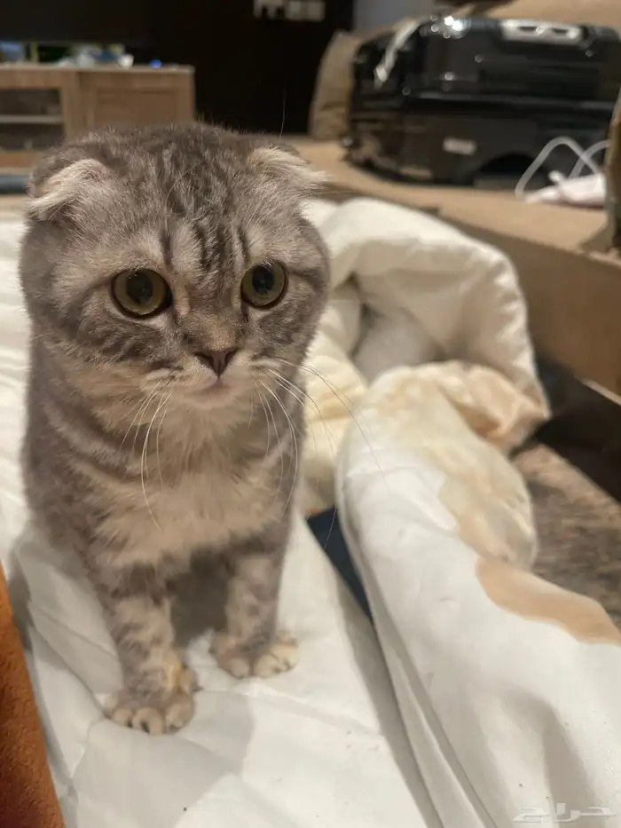 قطط للتبني. ذكر وانثى صغار 4