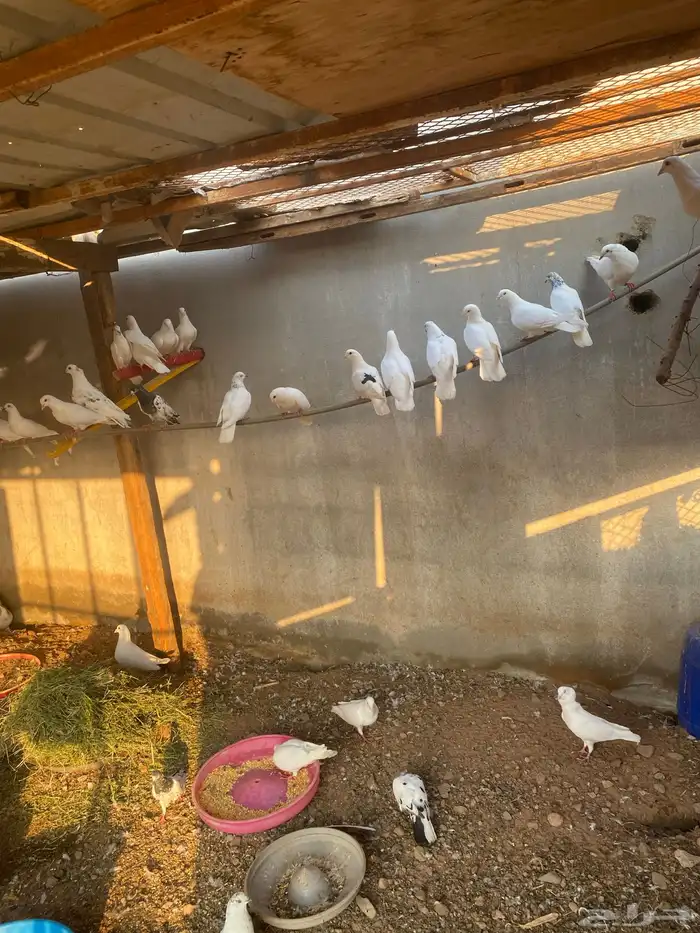 حمام باكستاني فرنسي 1