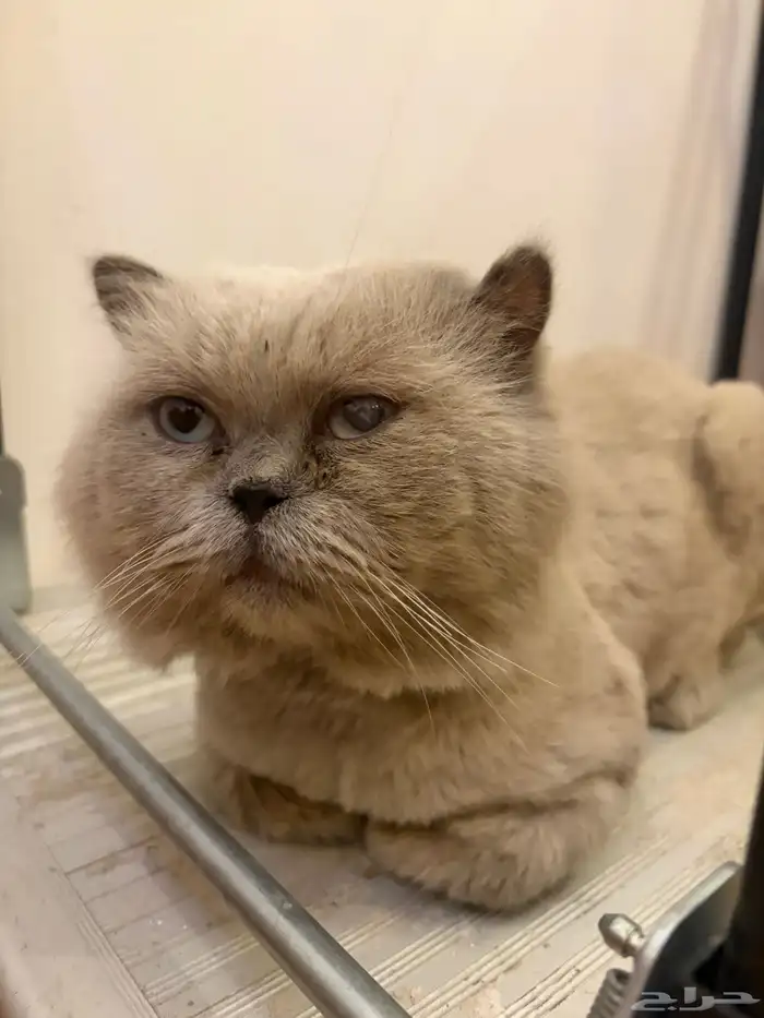 قط همالايا جميل ( لتبني ) 0