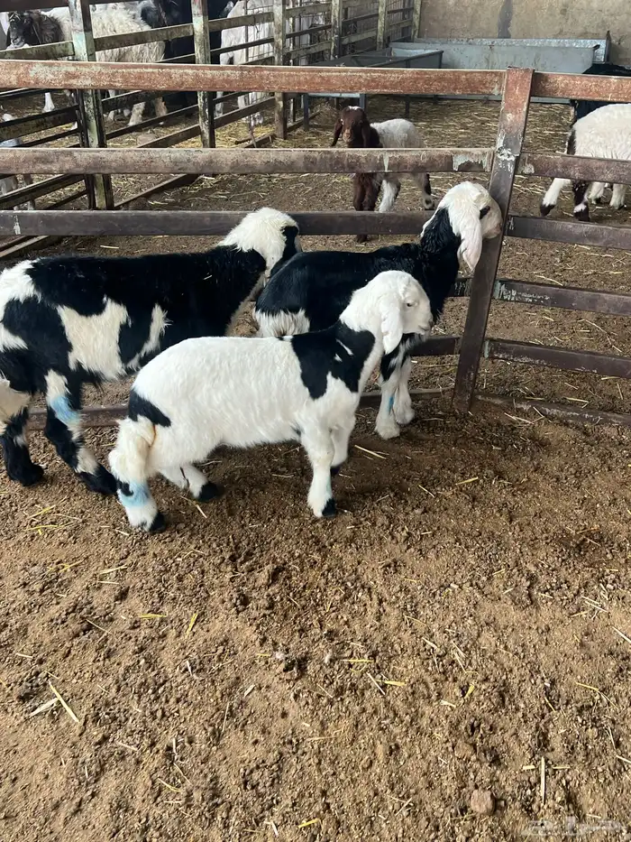 دواغير نجد طيبه 5