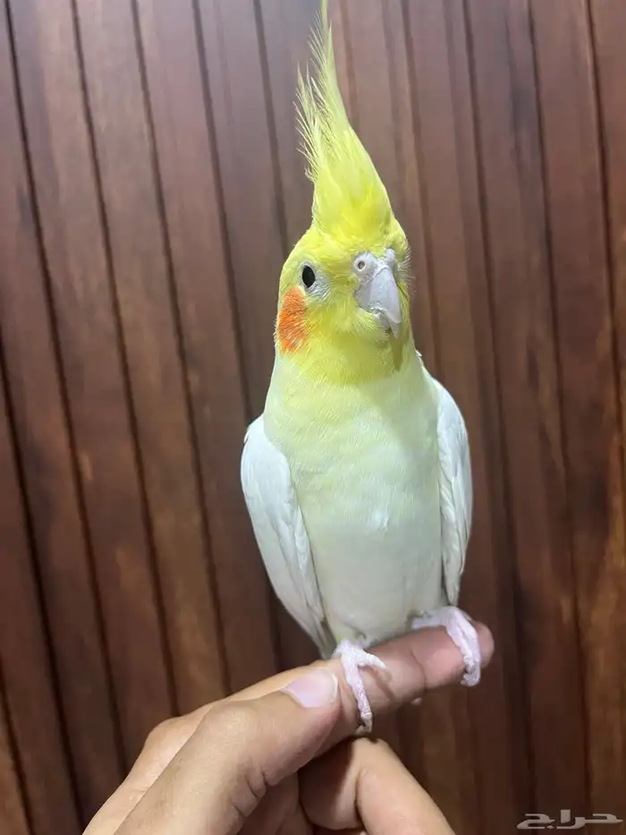 كروان لاتينو اليف 1