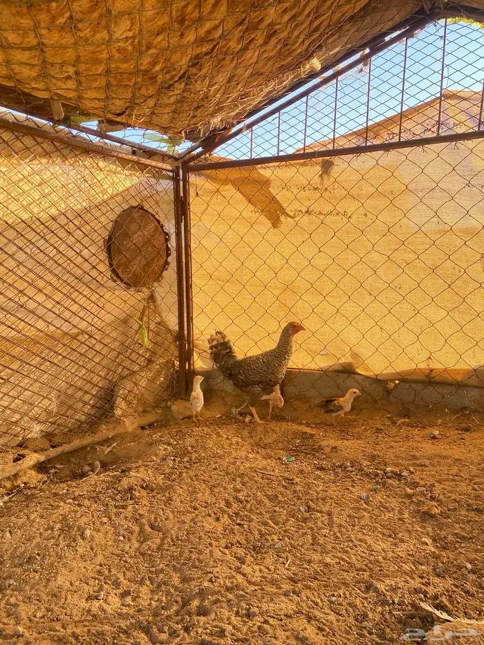 دجاجه بلديه مفرخه رقشا 6