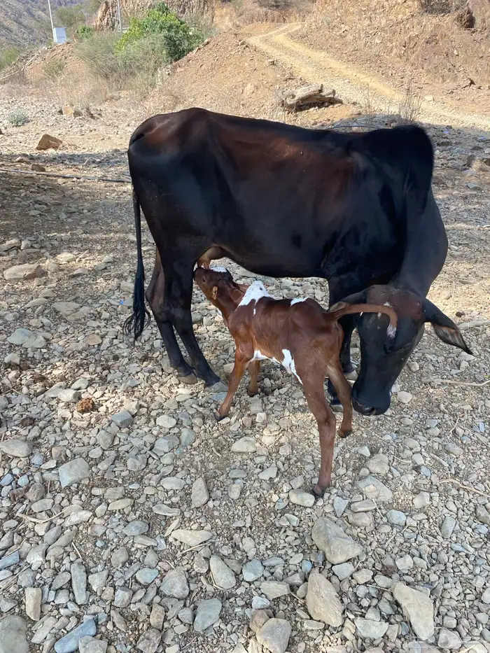 بقره منتوجه عليها تبيع 0
