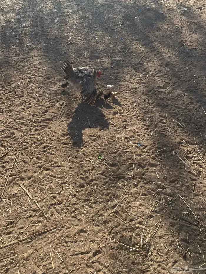 دجاجة للبيع عليها6 0