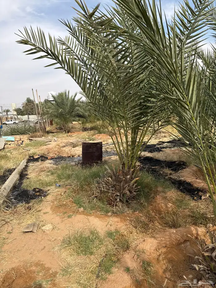 نخل خلاص جثايث 0