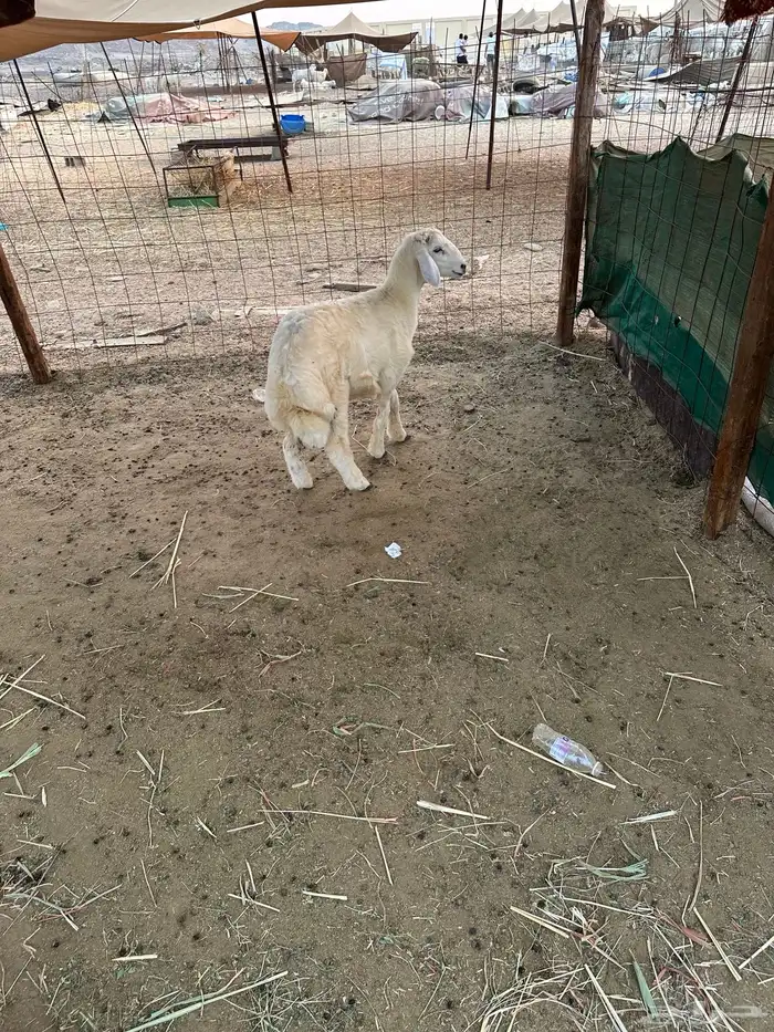 طلي حري ذبيحه 1