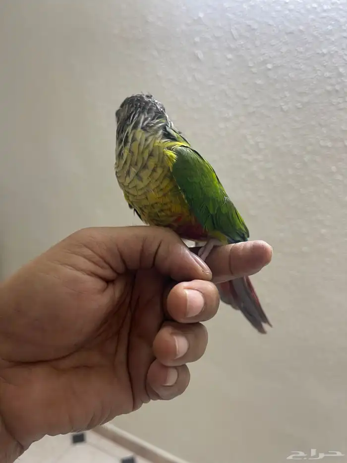 كنيور أنثى اليف هدد داخلي 6