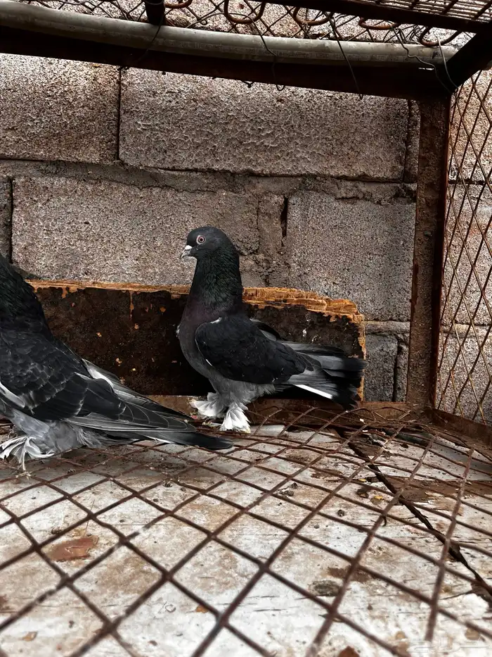 اتراك للبيع 6