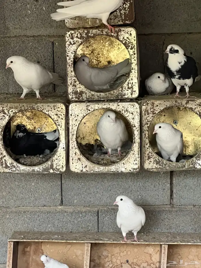 قطايف للبيع 0