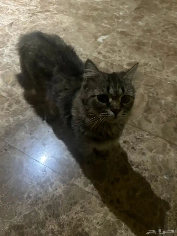 قطة تبني 0