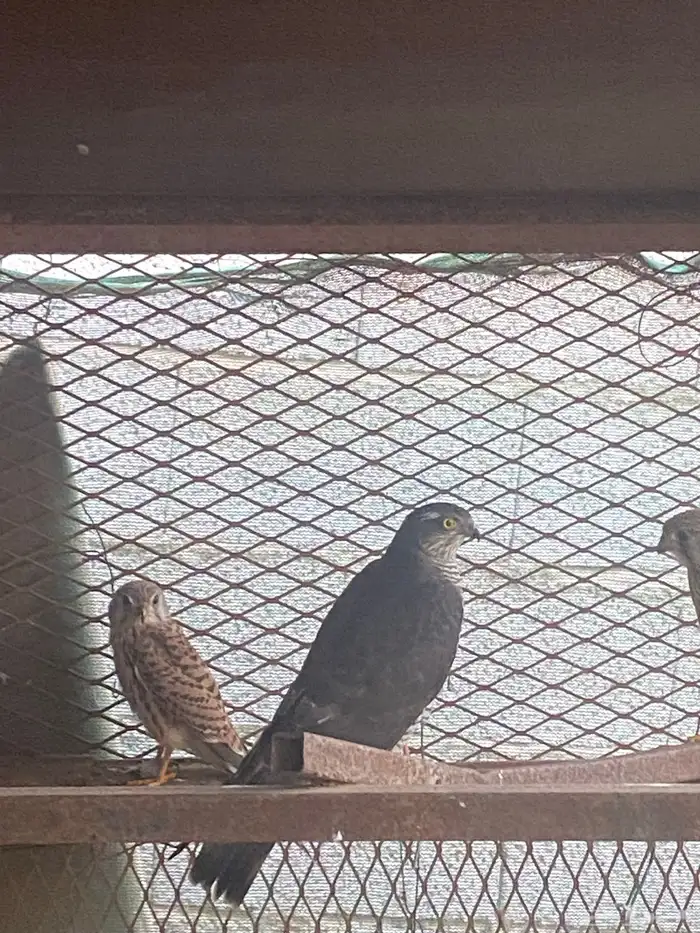 صقور باز وشبوط 0