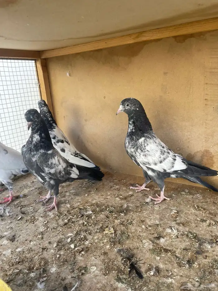 زوج تيدي مع طباته 6