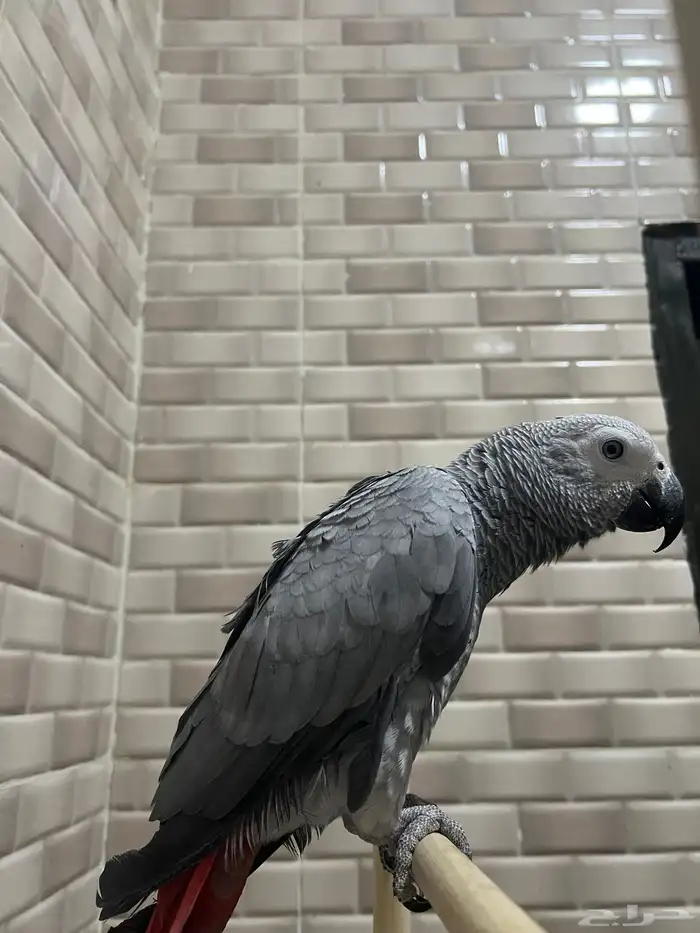 ببغ..اء كاس كو 2